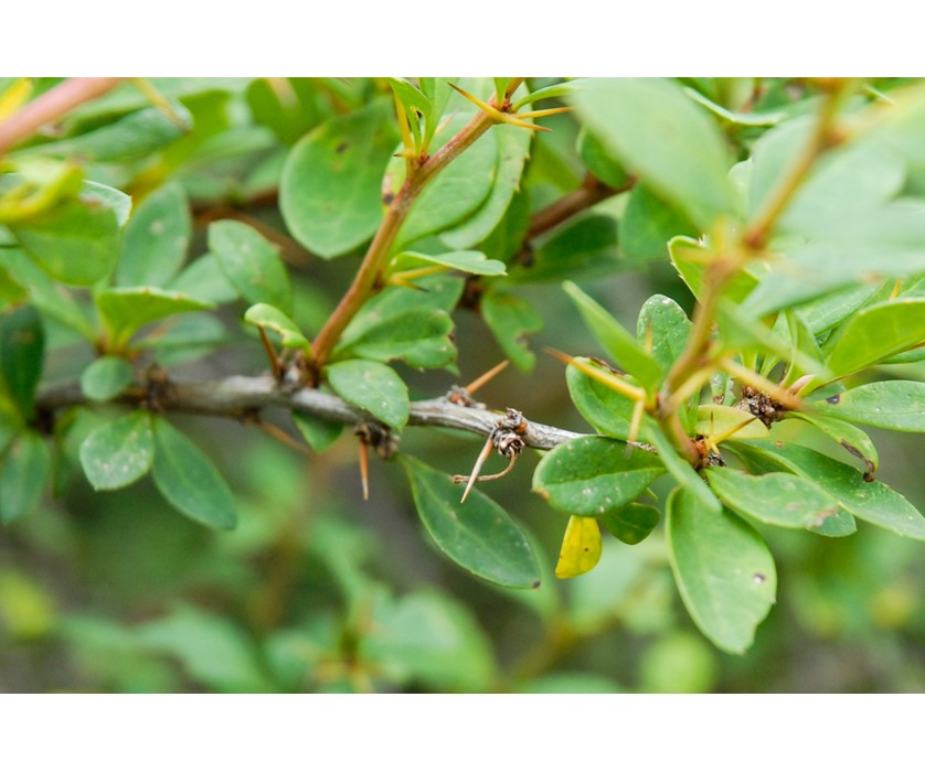 Japanese Barberry